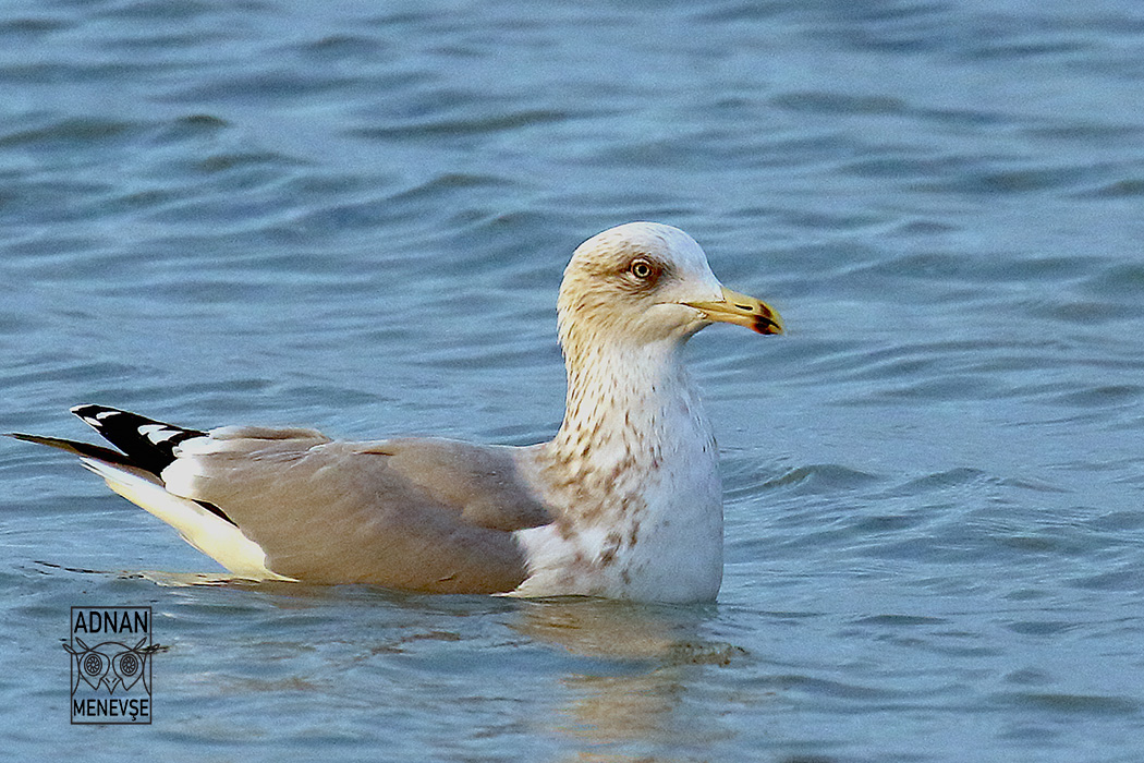 Herring Gull